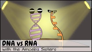 DNA vs RNA Updated [upl. by Ennayar]