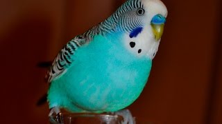 Budgie sounds Compilation  10 Hours singing to mirror [upl. by Andert]