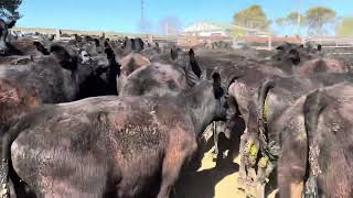 Braidwood Cattle Co Strs 2024 [upl. by Uela]