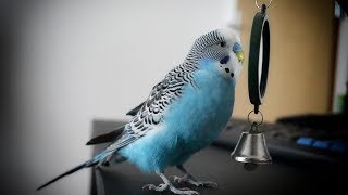 Parakeet sounds  Budgie singing to mirror [upl. by Olly]