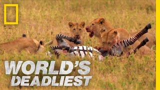 Lions vs Zebra  Worlds Deadliest [upl. by Lasorella517]