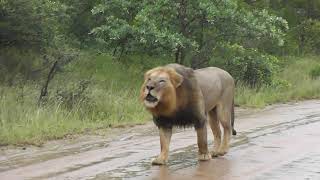 Big male Lions in the rain [upl. by Inanuah]