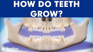 INCREDIBLE Tooth eruption process  How do teeth grow © [upl. by Hebe718]