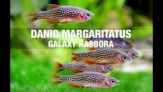 Celestial Pearl Danio Care Guude margaritatus  Galaxy Rasbora [upl. by Burny]