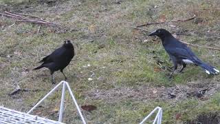 Black and Grey Currawong side by side comparison [upl. by Johan]