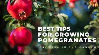 HOW to PLANT and GROW POMEGRANATES plus WHEN to HARVEST HOW to EAT and what to do about BUGS [upl. by Tnattirb461]