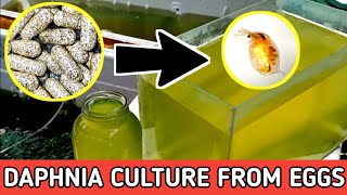 HOW TO HATCH DAPHNIA EGGS  HOW TO CULTURE DAPHNIA [upl. by Ycniuq]