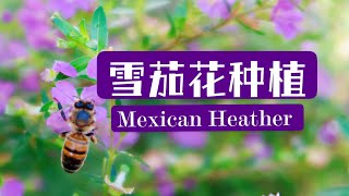 Mexican Heather雪茄花紫花满天星的种植 [upl. by Nyleuqaj]