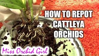 How to repot a Cattleya orchid [upl. by Ieluuk228]