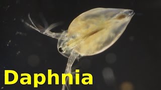 Daphnia [upl. by Ignatz]