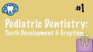 Pediatric Dentistry  Tooth Development and Eruption  INBDE ADAT [upl. by Lindberg]