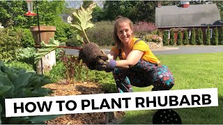 How to Plant Rhubarb [upl. by Hartzke]