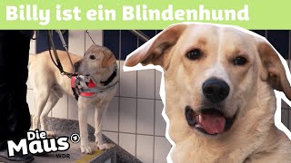 Blindenhund  DieMaus  WDR [upl. by Ellenrahs]