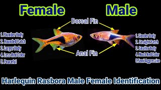 Harlequin Rasbora Male Female Identification [upl. by Aisayt]