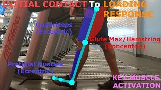 THE PHASES OF WALKING GAIT CYCLE BREAKDOWN [upl. by Aldercy30]