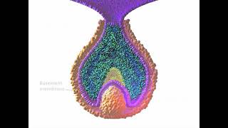 Early Tooth Development [upl. by Ardnazil]