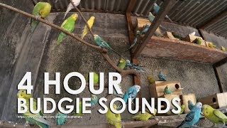 Budgie Bird Sounds 4 Hour 17 Minutes  August11th 2019 [upl. by Arondel455]