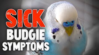 5 Common Sick Budgie Symptoms [upl. by Nolla688]