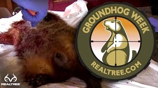 How to Skin a Groundhog [upl. by Theobald]