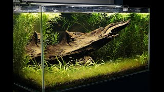 About 60 Galaxy Rasboras in a planted aquarium [upl. by Rimaa525]