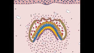 Development of Tooth  Part 4 Morphological stages  Bell stage [upl. by Wohlen]