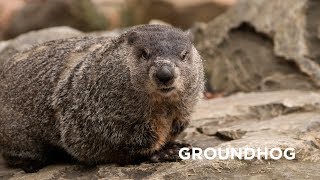 Creature Feature Groundhog [upl. by Hembree705]