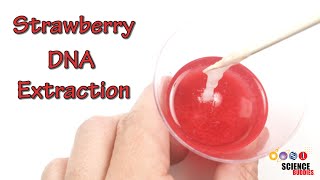 Strawberry DNA Extraction  STEM Activity [upl. by Summer]