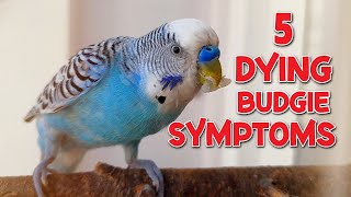 5 Symptoms of a Dying Budgie [upl. by Vasily224]