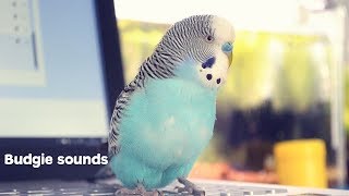 Budgie Sounds Meaning [upl. by Ehtyaf]