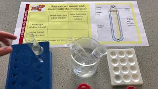 B2 Absorption through the gut model [upl. by Olly521]