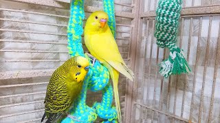 Help Lonely Budgies to Chirp Nature Parakeets Bird Sound 12 Hr [upl. by Atiugal]