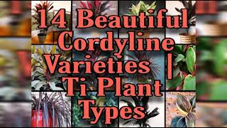 14 Beautiful Cordyline Varieties  Ti Plant Types [upl. by Auburta]