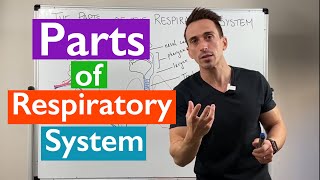 Parts of the Respiratory System  Overview [upl. by Anjanette824]