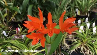 OrchidWeb  Cattleya aurantiaca [upl. by Nylaf211]