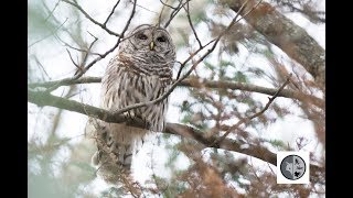 Cri de la Chouette rayéeCall of the Barred Owl [upl. by Aniratac935]