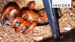 Trapdoor Spiders Are Masters Of Surprise [upl. by Ylro]