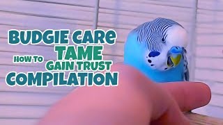 Budgie Care  How to Tame Gain Trust Compilation [upl. by Selig]