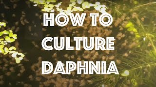 How To Culture Daphnia Magna [upl. by Halac]