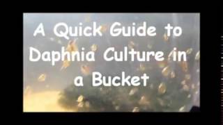 How to culture daphnia outside [upl. by Neraj812]