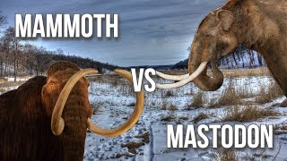 Mammoth v Mastodon [upl. by Pelligrini]