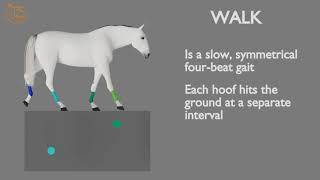 HORSE GAITS PART 01  WALK CYCLE ANALYSIS [upl. by Toscano]