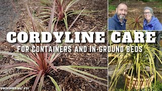 🌴 Cordyline Care  Cordyline Plant  SGD 351 🌴 [upl. by Oek]