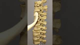 How does a rib articulate with thoracic vertebrae [upl. by Tidwell]