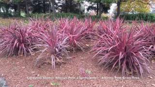 Cordyline banksii Electric Pink Sprilecpink  Electric Pink Grass Tree [upl. by Enelaehs533]