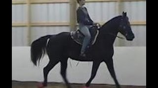 The Gaited Horse Gait Spectrum [upl. by Ziguard]