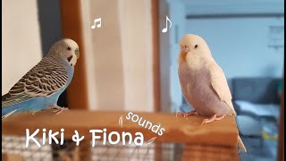 Budgie Sounds 2 Hours  Help Lonely Budgies To Chirp 🎵 [upl. by Asilet]