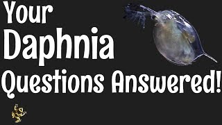 Daphnia Questions Answered [upl. by Aleusnoc]