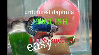 daphnia moina culture Easy way Unlimited production English  with sub Green water Chlorella [upl. by Devon235]