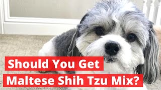 Should you get Maltese Shih Tzu Mix Malshi  Everything About Maltese Shih Tzu Mix [upl. by Starks]