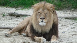 LIONS in India  Wildlife Documentary HD [upl. by Wilkison]